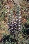 Acanthus spinosus