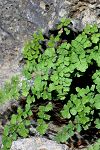 Adianthum capillus-veneris