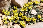 Alyssum sphacioticum