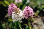 Anacamptis pyramidalis