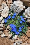 Anchusa cespitosa