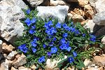 Anchusa cespitosa