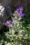 Anchusa hybrida