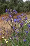 Anchusa italica (A. azurea)