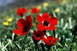 Anemone coronaria