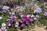 Anemone coronaria