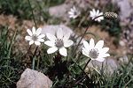 Anemone heldreichii