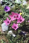 Anemone coronaria