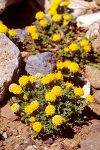 Anthemis rigida