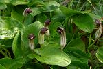 Arisarum vulgare