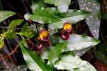 Aristolochia sempervirens