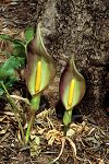 Arum concinnatum