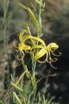 Asphodeline liburnica