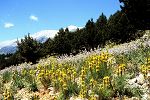 Asphodeline lutea / Asphodelus ramosus (=A. microcarpa)