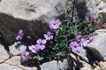 Aubrieta deltoidea