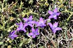 Campanula spatulata ssp. filicaulis