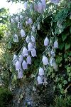 Campanula (Symphyandra) cretica