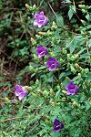 Campanula pelviformis