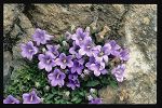 Campanula tubulosa