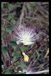 Capparis spinosa