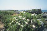 Capparis spinosa