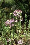 Centaurium erythraea ssp. rhodense