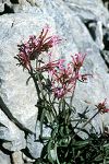 Centranthus sieberi