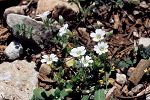 Cerastium scaposum