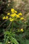 Chaerophyllum creticum