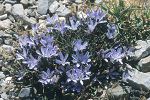 Cichorium spinosum