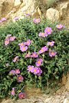 Cistus creticus