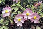 Cistus parviflorus