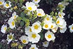 Cistus salvifolius