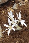 Colchicum cretense