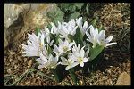 Colchicum cupanii