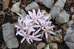 Colchicum pusillum