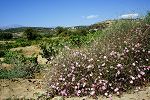 Convolvulus dorycnium