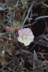 Convolvulus oleifoius