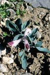 Corydalis uniflora