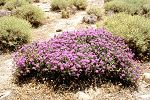 Corydothymus capitatus