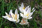 Crocus laevigatus