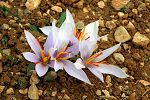 Crocus oreocreticus