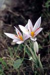 Crocus oreocreticus