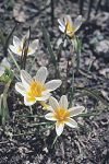 Crocus sieberi ssp sieberi