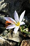 Crocus tournefortii