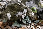 Cyclamen creticum