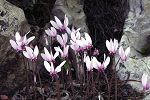 Cyclamen hederifolium