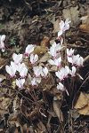 Cyclamen hederifolium