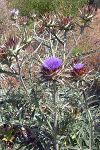 Cynara cardunculus