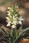 Dactylorhiza romana